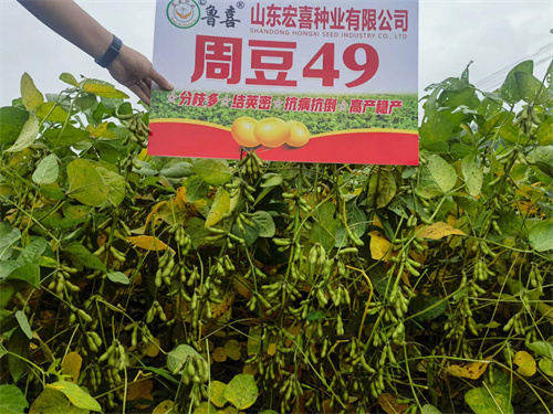 黃豆種子周豆49號(hào)批發(fā)